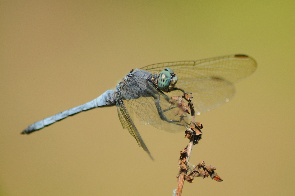 Identificazione Odonata