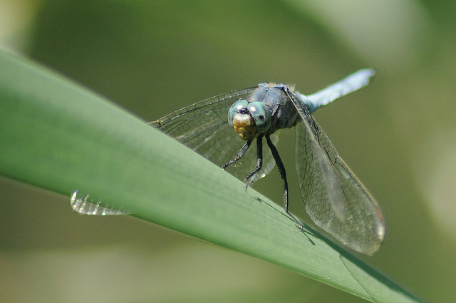 Orthetrum coerulescens?