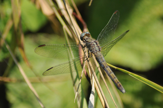 Orthetrum coerulescens maschio giovane?