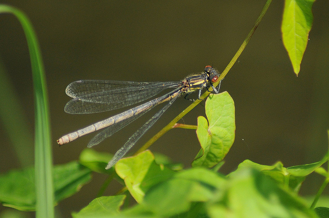 Identificazione odonata - Pyrrhosoma nymphula (femmina)