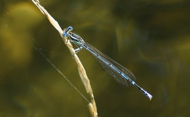 Identificazione odonata - Platycnemis pennipes