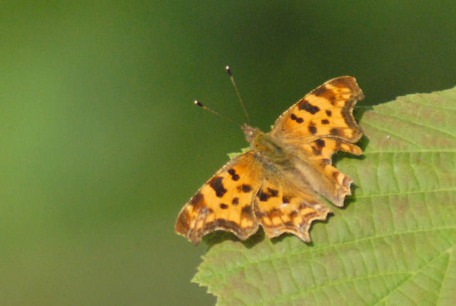 Polygonia c-album?