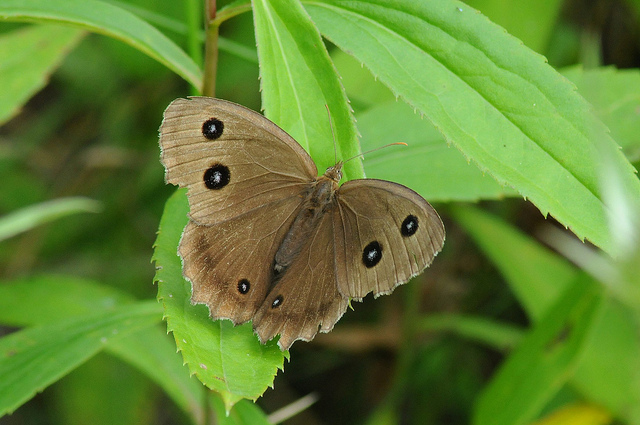 Identificazione Lepidottero