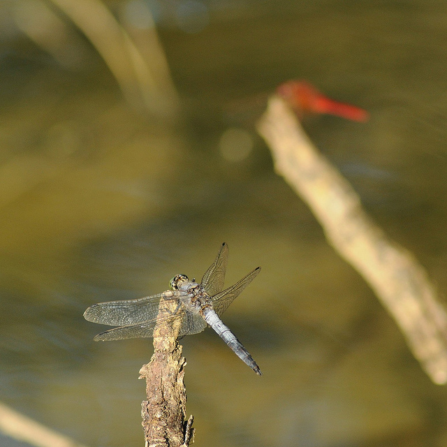 Orthetrum coerulescens? - Orthetrum cancellatum