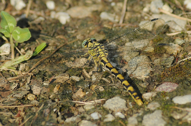 Onychogomphus forcipatus femmina