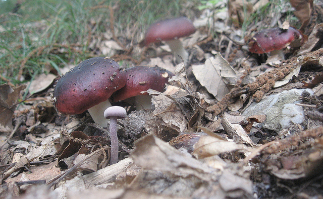 Quale Russula?