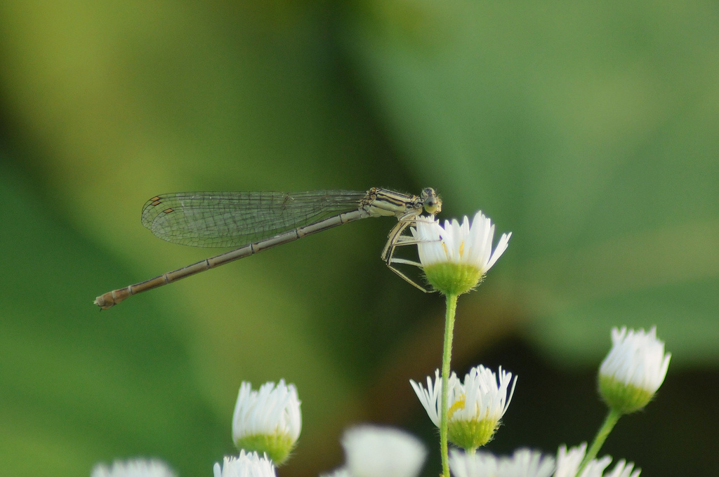 Platycnemis pennipes f. ? - S