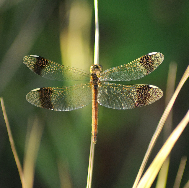 Identificazione odonata