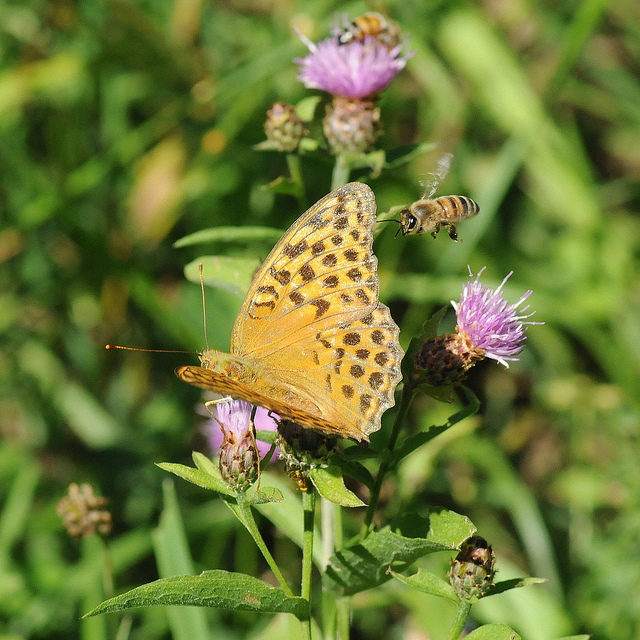 Identificazione Lepidottero