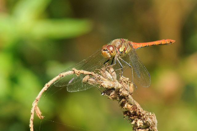 Identificazione odonata - Sympetrum striolatum (maschio)