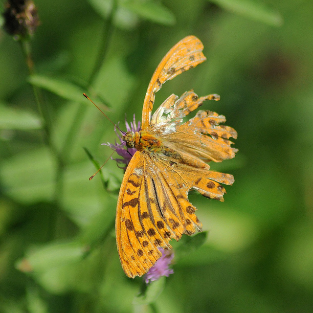 Argynnis paphia?