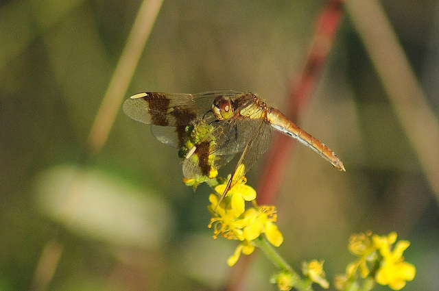 Sympetrum pedemontanum m. + f.? - S