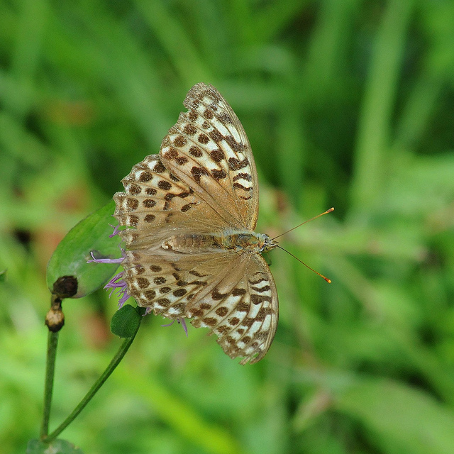 Argynnis Paphia f.?