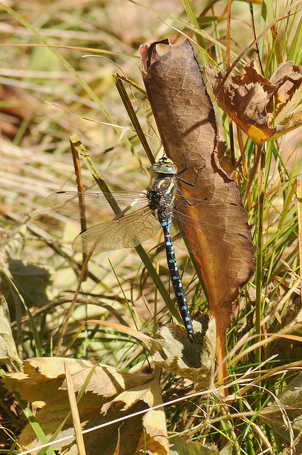 Identificazione odonata