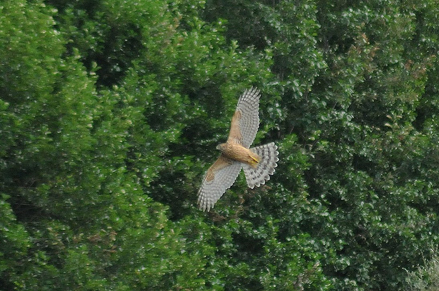 Albanella reale juv.?