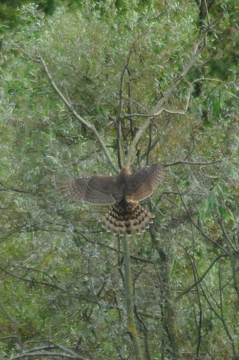 Albanella reale juv.?