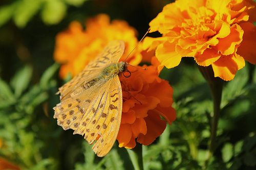 Argynnis paphia?