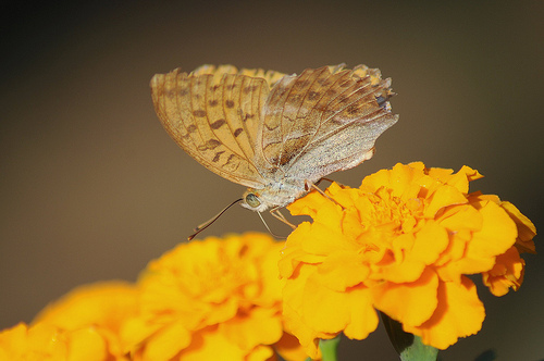 Argynnis paphia?