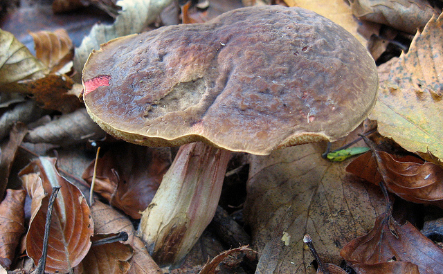 Xerocomus chrysenteron?