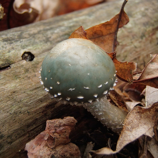 Stropharia aeruginosa?