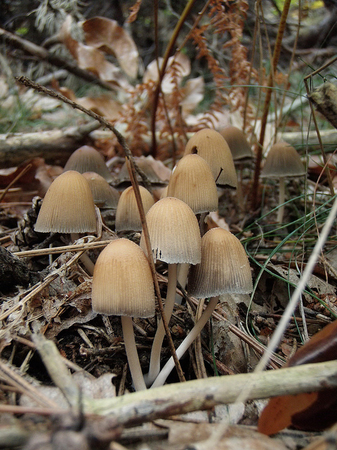 Coprinus atramentarius?