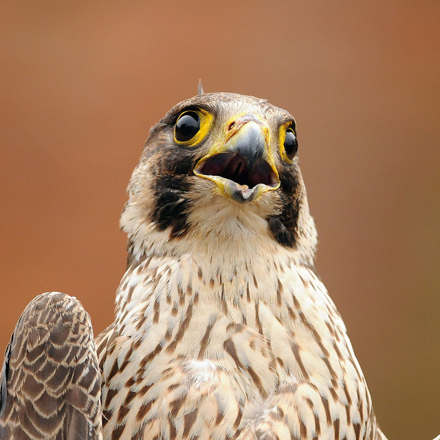 Falco pellegrino