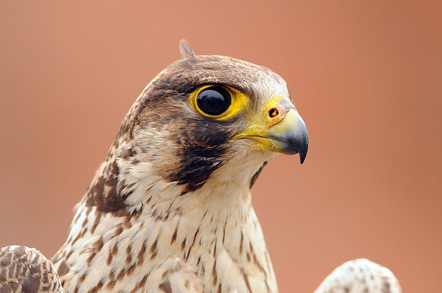 Falco pellegrino