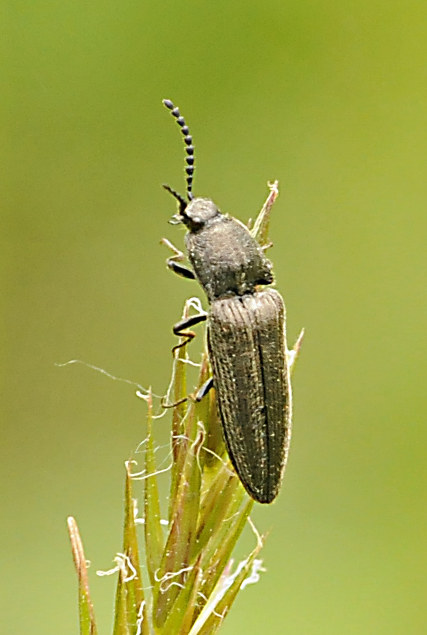 Carabidae? No, Elateridae, Cidnopus sp.