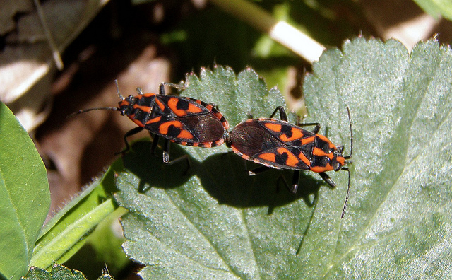 Coppia di Spilostethus saxatilis, Lygaeidae, del Piemonte