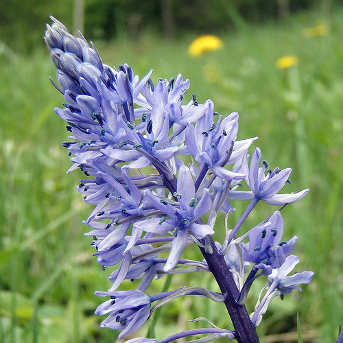 Hyacinthoides italica