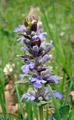 Ajuga reptans