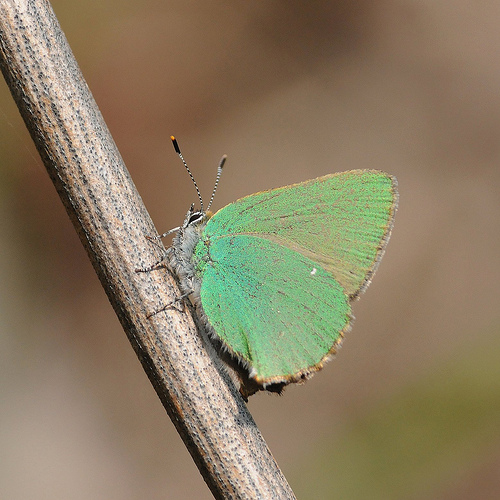 Identificazione lepidottero - Callophrys rubi