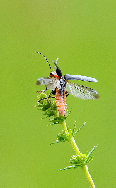 Altra identificazione - Cantharis rustica