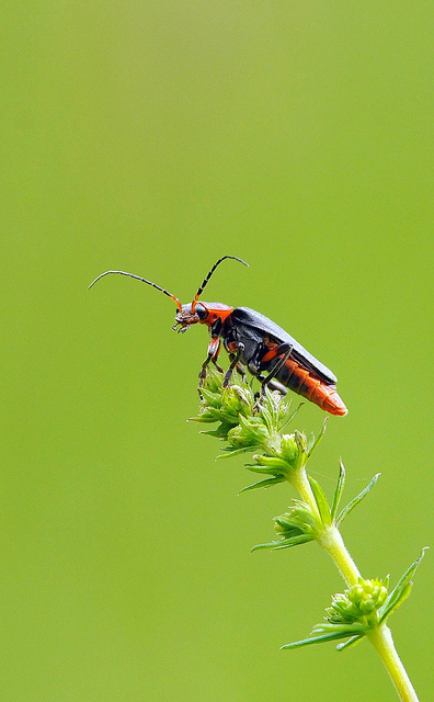 Altra identificazione - Cantharis rustica