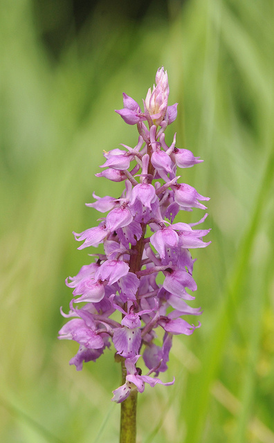 Orchis mascula e Neotinea tridentata