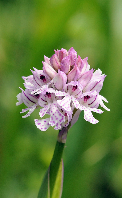 Orchis mascula e Neotinea tridentata