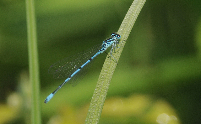 Enallagma cyatigerum (maschio)?