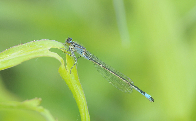 Enallagma cyatigerum (maschio)?