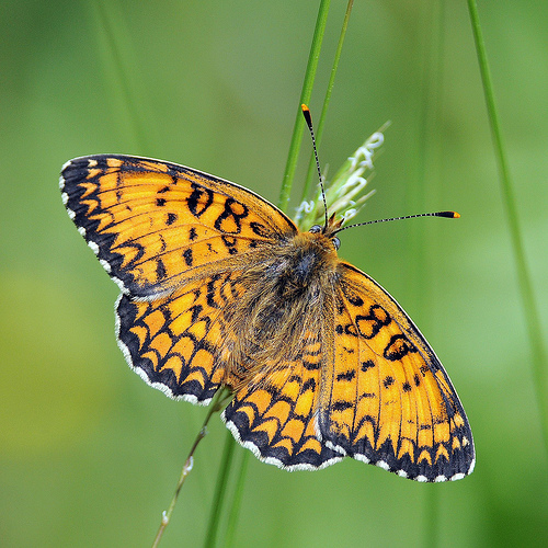 Quale Melitaea?