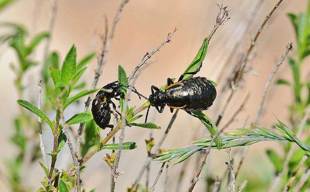 Arima marginata (Chrysomelidae)