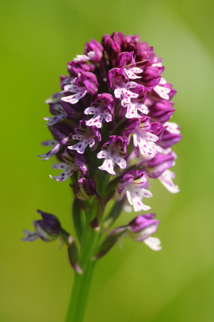 Neotinea xdietrichiana (N.tridentata x N.ustulata)