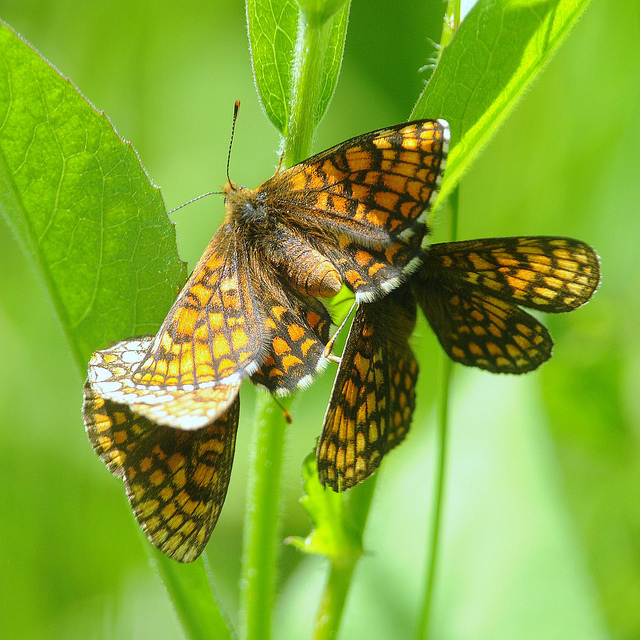 Melitaea deione?