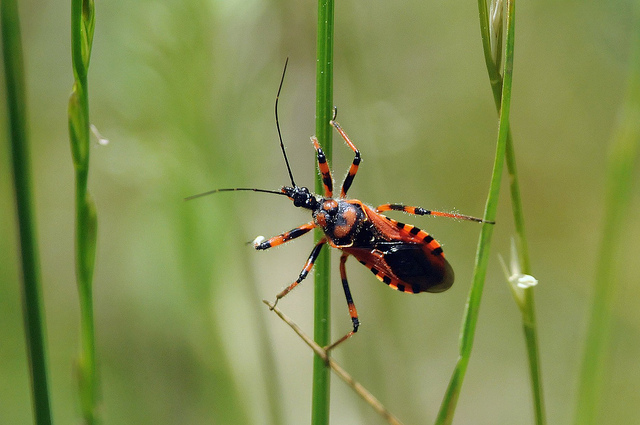 Reduviidae: Rhynocoris sp. del Piemonte (CN)