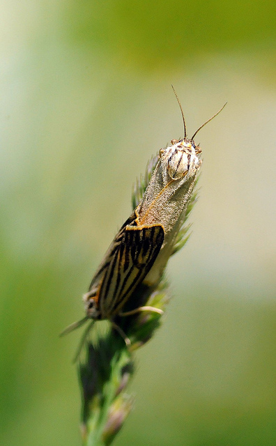 Falene in accoppiamento da identificare - Coscinia striata