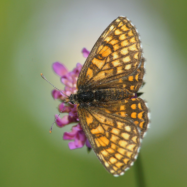 Melitaea deione?