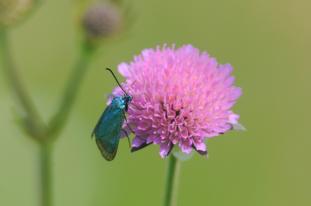 Identificazione lepidottero