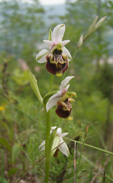 Ophrys dinarica / Ofride dinarica