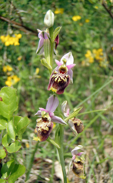 Ophrys dinarica / Ofride dinarica