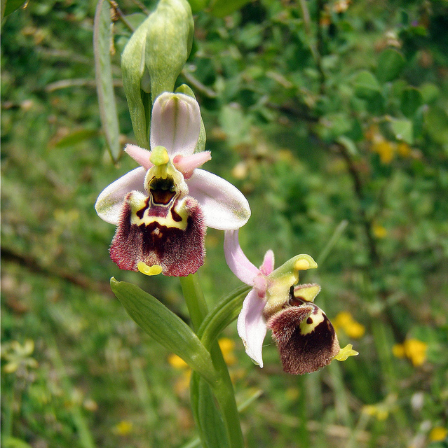 Ophrys dinarica / Ofride dinarica