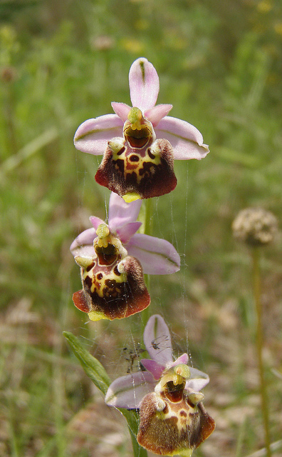 Ophrys dinarica / Ofride dinarica